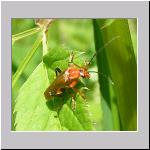 Cantharis livida - Weichkkaefer 01.jpg